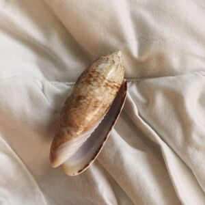 Beautiful Rare sea shell one of a kind from Hilton head island